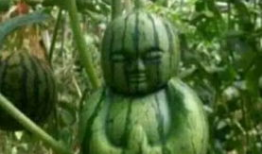 安徽吃瓜爆料事件真相,揭秘背后真相与争议